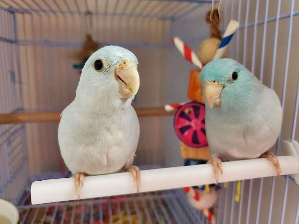 pacific-parrotlet-for-sale-in-davenport-fl