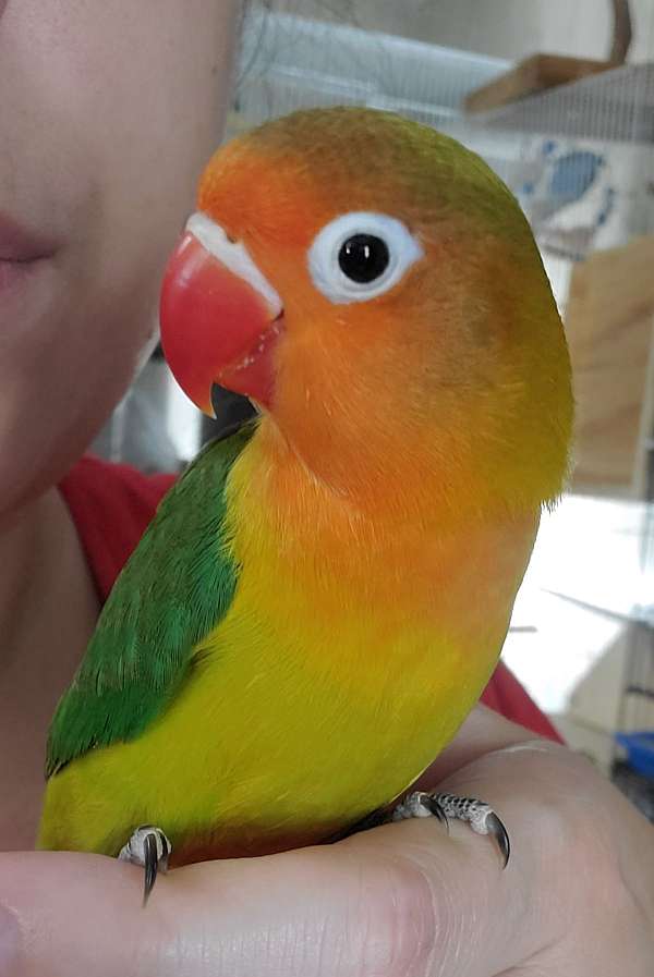 fischers-lovebird-for-sale