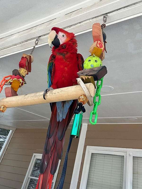 scarlet-macaw-for-sale-in-lawrenceville-ga