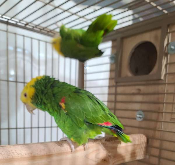 double-yellow-head-amazon-parrot-for-sale