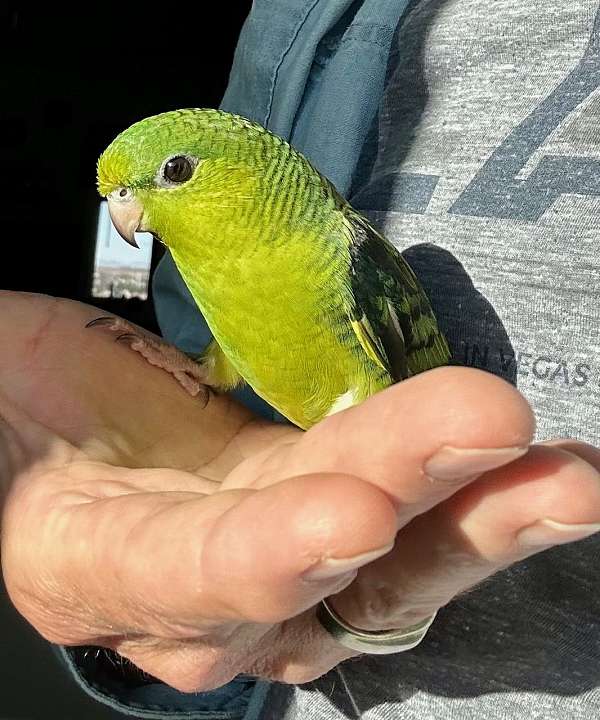 lineolated-parakeet-for-sale