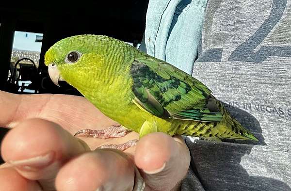 green-lineolated-parakeet-for-sale