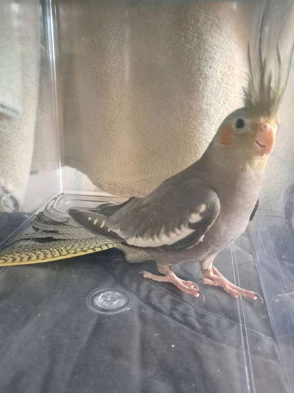 male-bird-for-sale-in-danville-pa