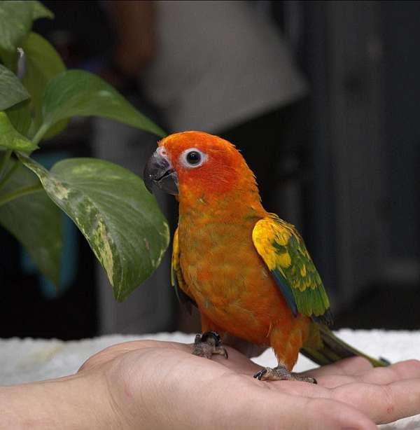 sun-conure-for-sale