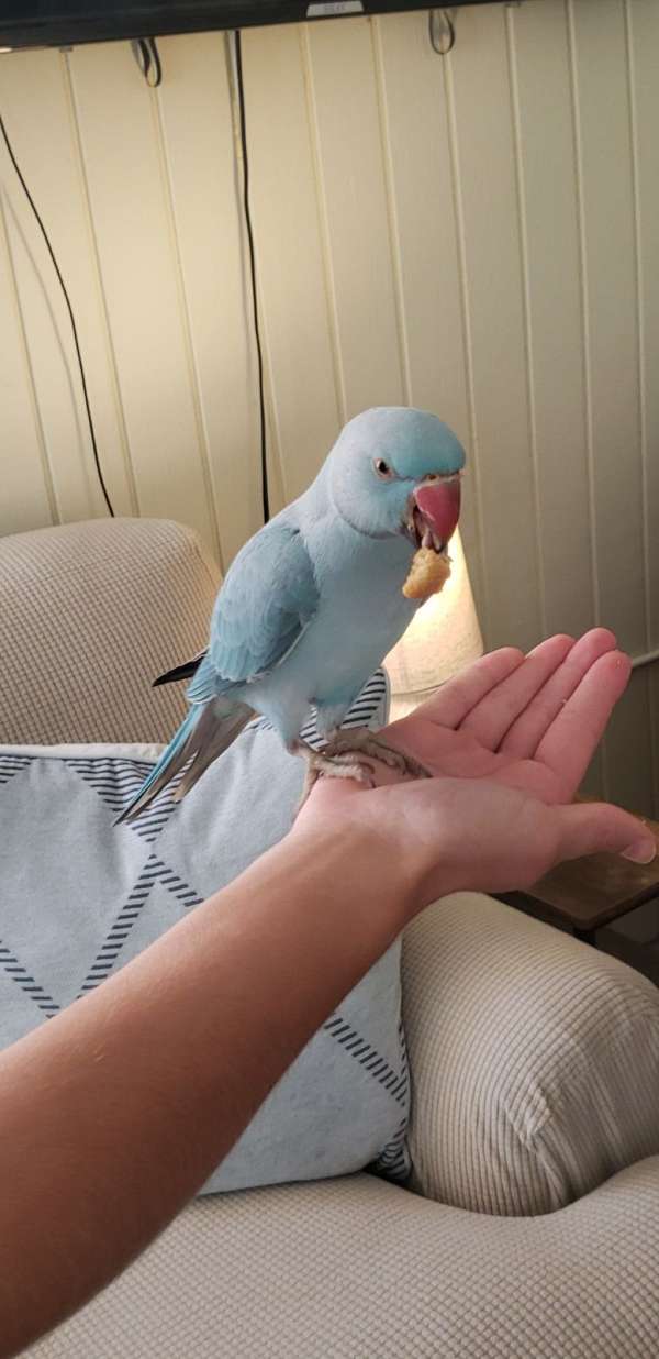 parrot-for-sale-in-stockbridge-ga