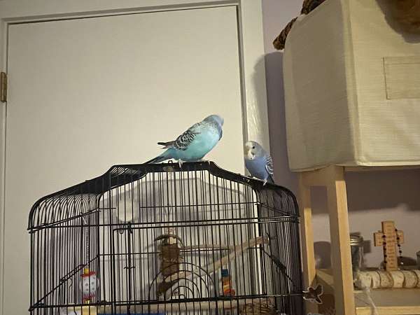 budgerigar-parakeet-for-sale