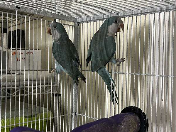 quaker-parrots-for-sale