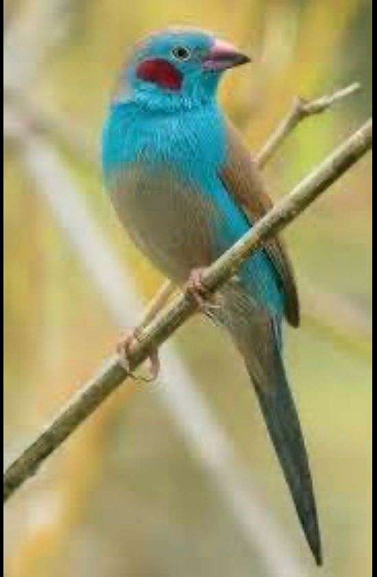 male-bird-for-sale-in-stapleton-al