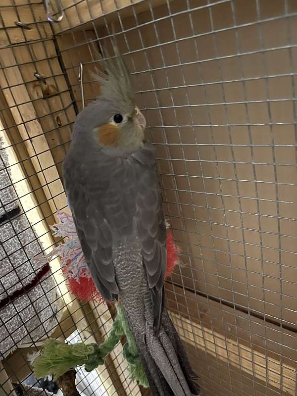 cockatiel-for-sale