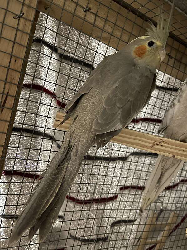 cockatiel-for-sale