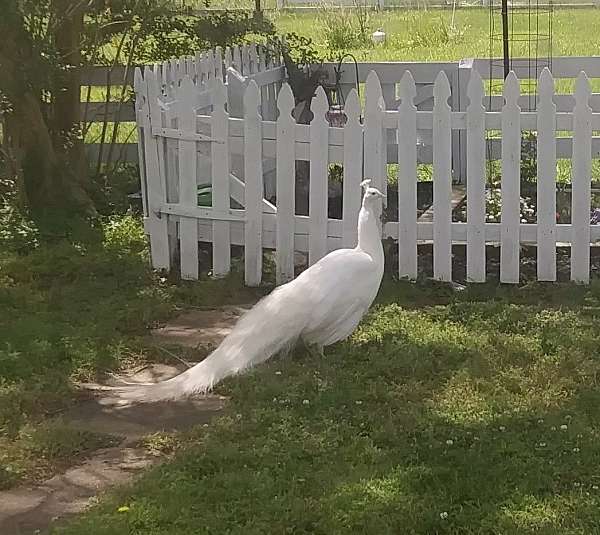 white-bird-for-sale-in-painter-va