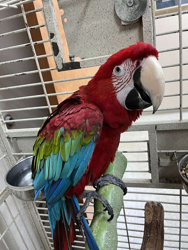 green-wing-macaw-for-sale