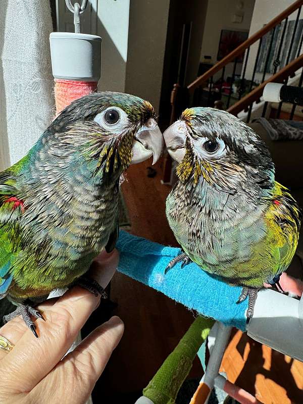 crimson-bellied-conure-for-sale-in-duluth-ga