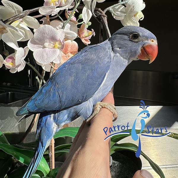 ringneck-parakeet-for-sale