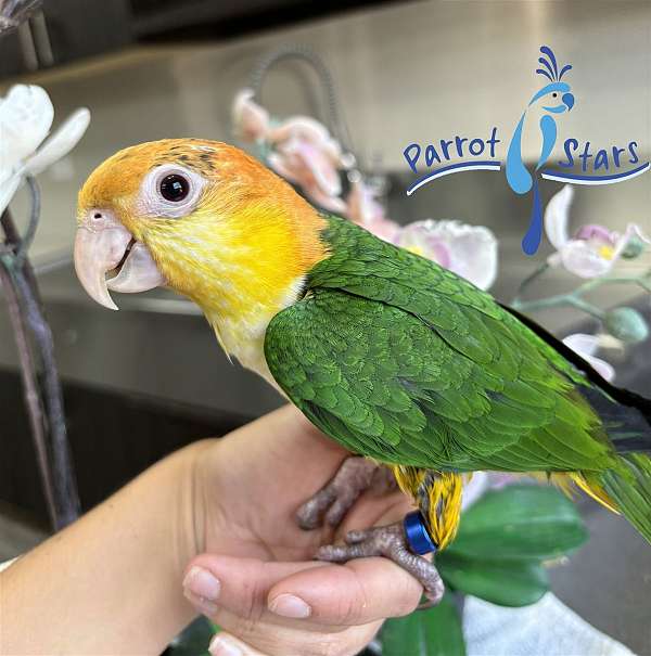 white-bellied-caique-for-sale