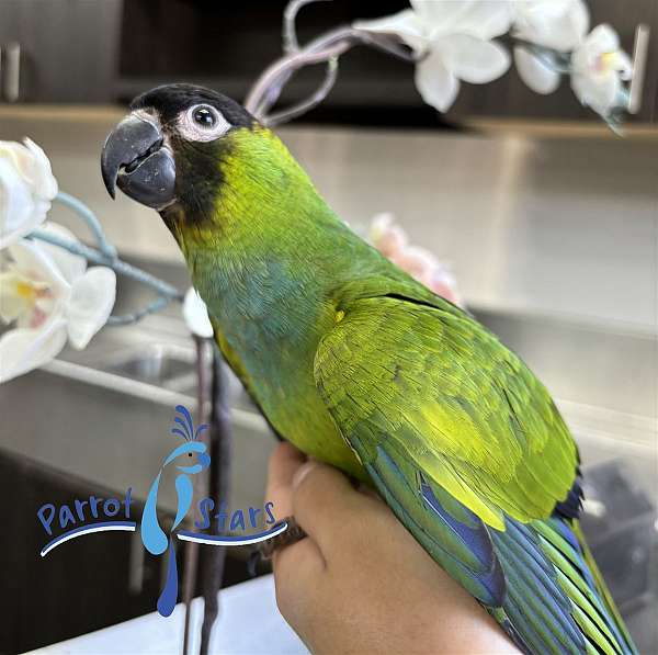 nanday-conure-for-sale