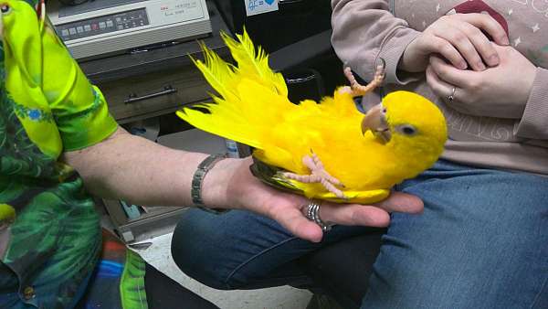 golden-conure-for-sale