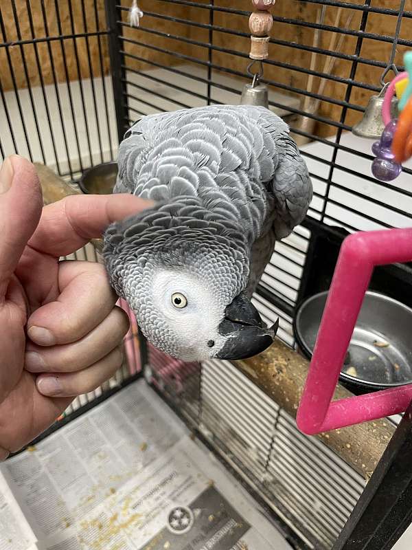 african-grey-parrot-for-sale-in-clinton-tn