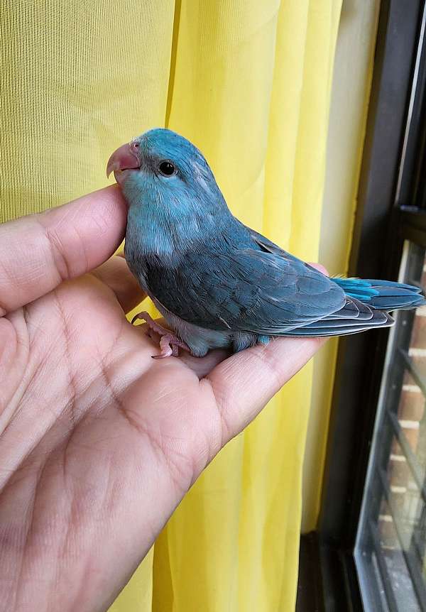 pacific-parrotlet-for-sale