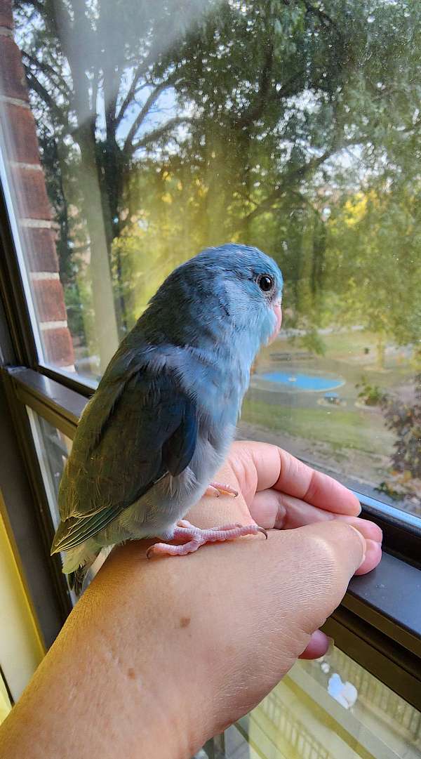 pacific-parrotlet-for-sale