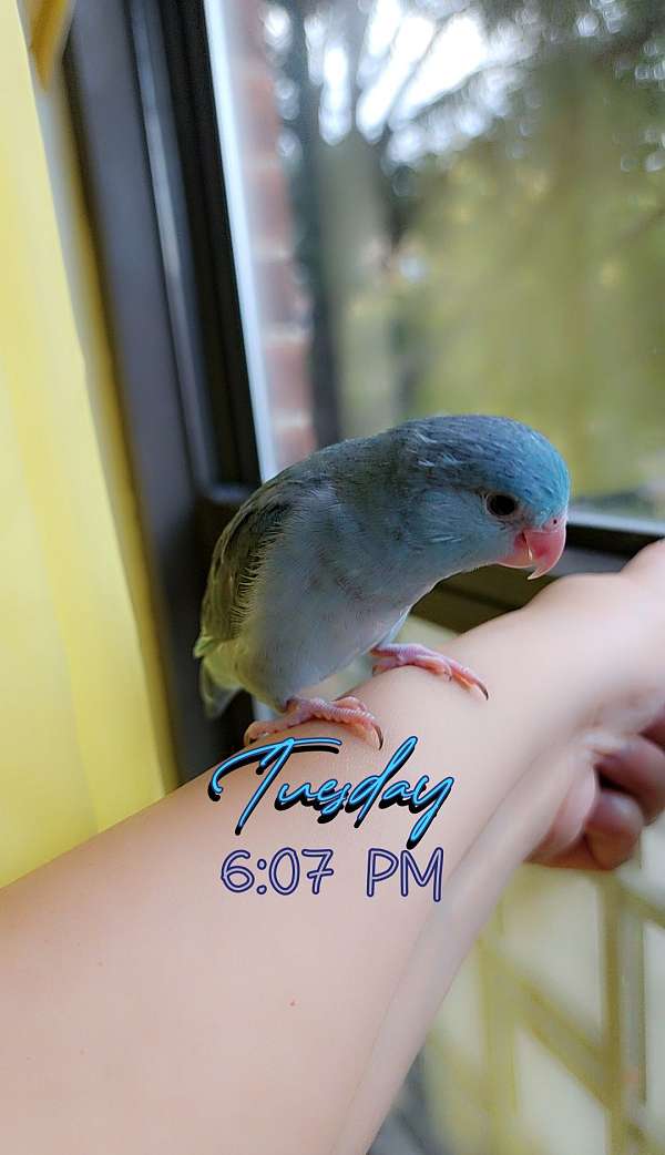 pacific-parrotlet-for-sale