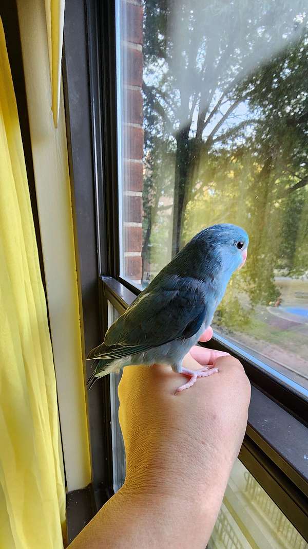 pacific-parrotlet-for-sale