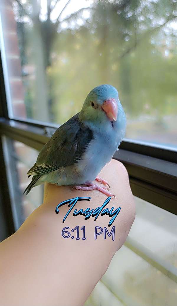 pacific-parrotlet-for-sale