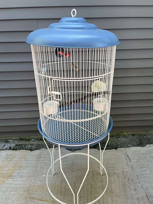 parrot-for-sale