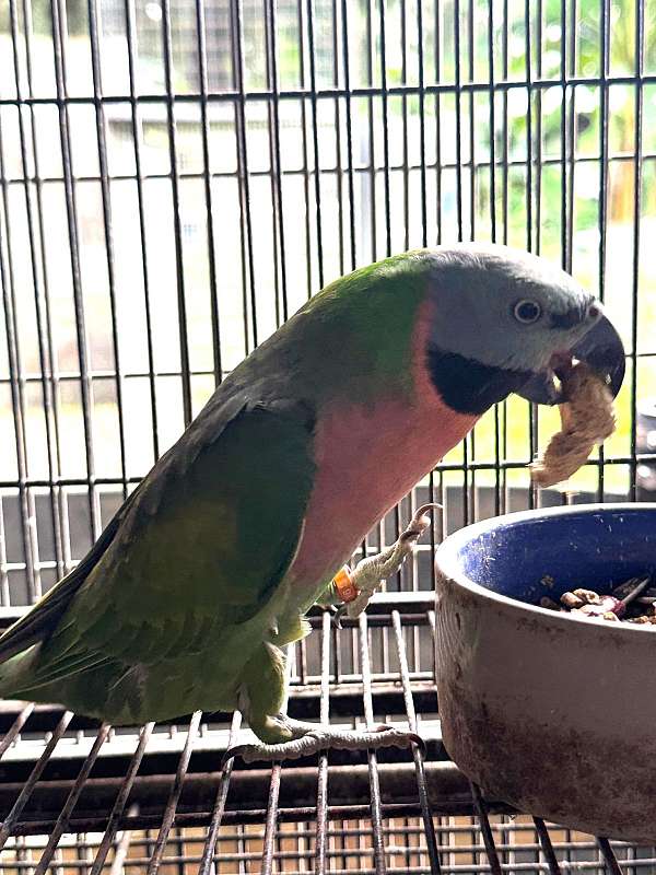 red-white-conure-for-sale