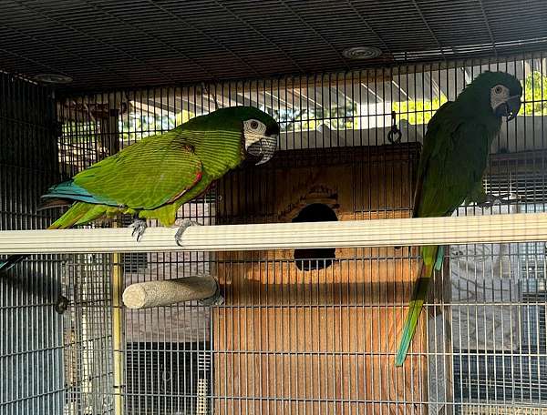 severe-macaw-for-sale