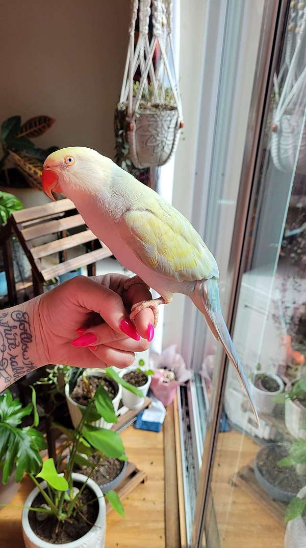 ringneck-parakeet-for-sale-in-ticonderoga-ny