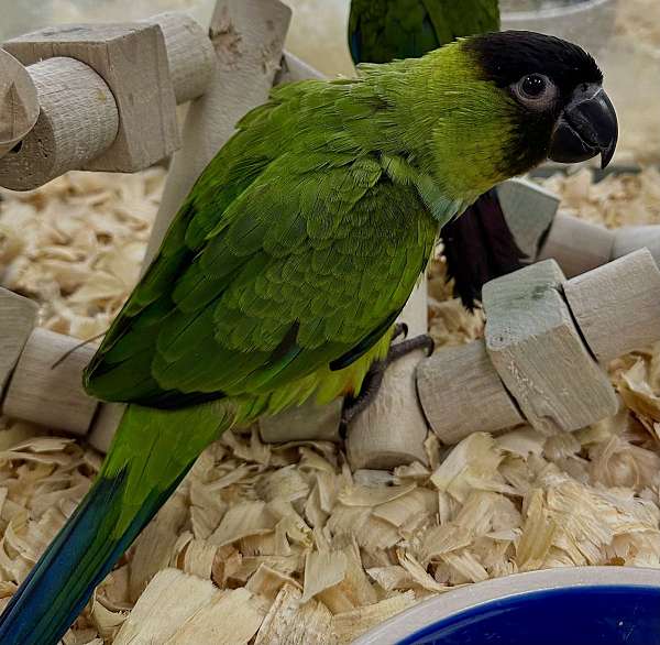 nanday-conure-for-sale-in-st-petersburg-fl