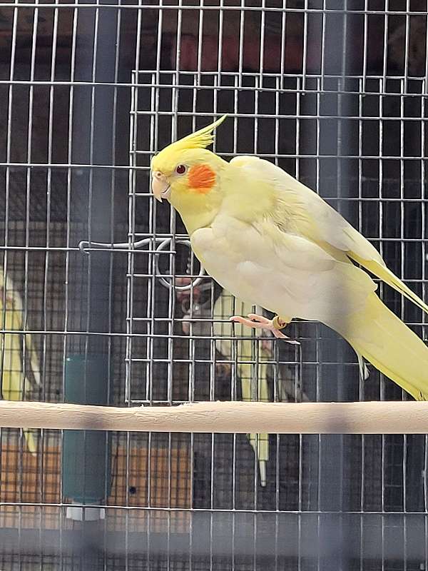 cockatiel-for-sale