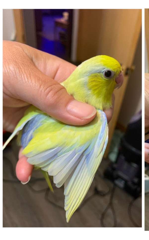 parrotlet-for-sale