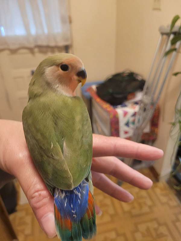 peach-faced-lovebird-for-sale-in-tyrone-pa