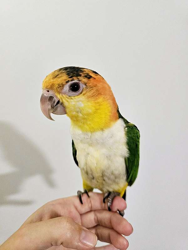 white-bellied-caique-for-sale