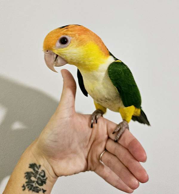 white-bellied-caique-for-sale