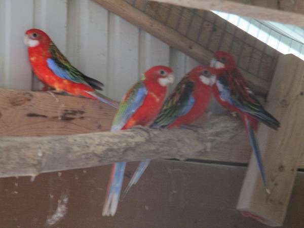 parrot-for-sale-in-sugarcreek-oh