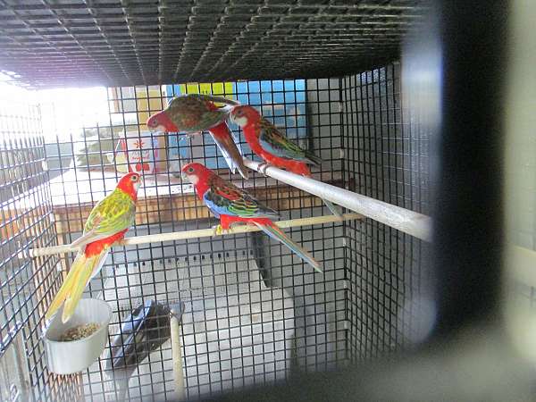 parrot-for-sale-in-sugarcreek-oh