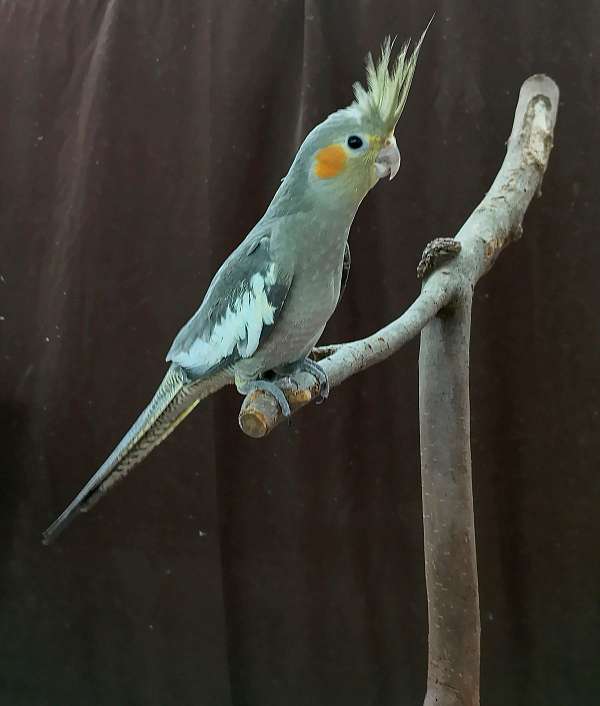 cockatiel-for-sale