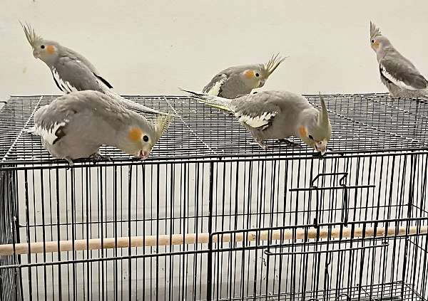 grey-bird-for-sale