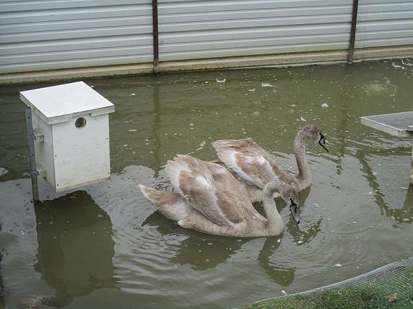 male-bird-for-sale-in-sugarcreek-oh