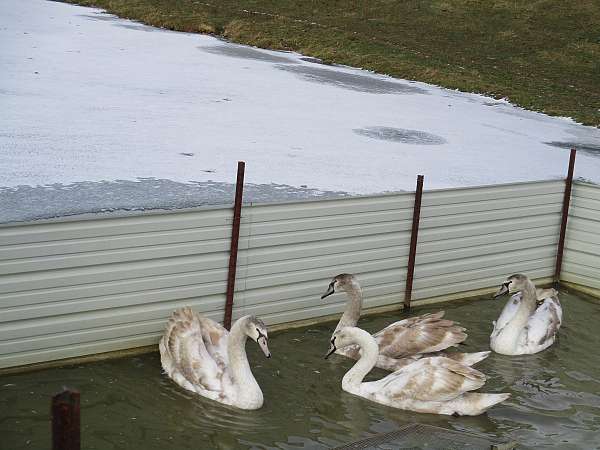 male-bird-for-sale-in-sugarcreek-oh