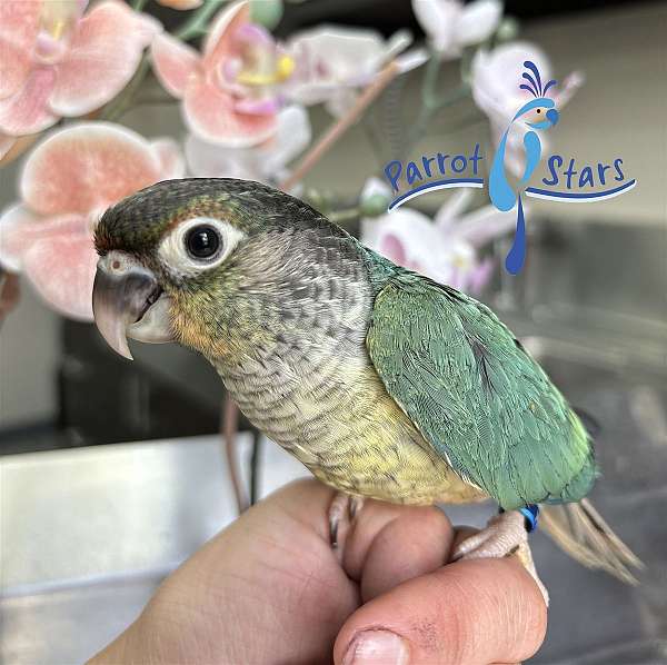 green-cheek-conure-for-sale