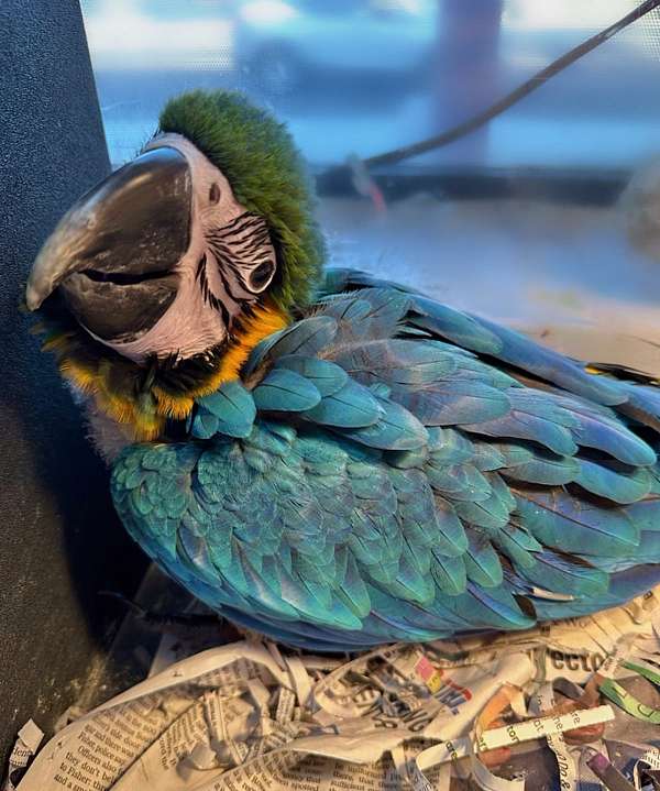 macaw-blue-gold-macaw-for-sale-in-st-petersburg-fl