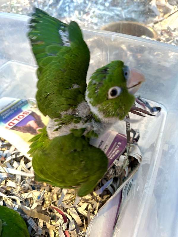 cherry-head-conure-bird-for-sale