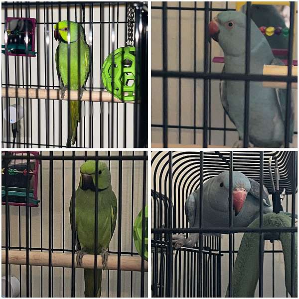 parrot-for-sale