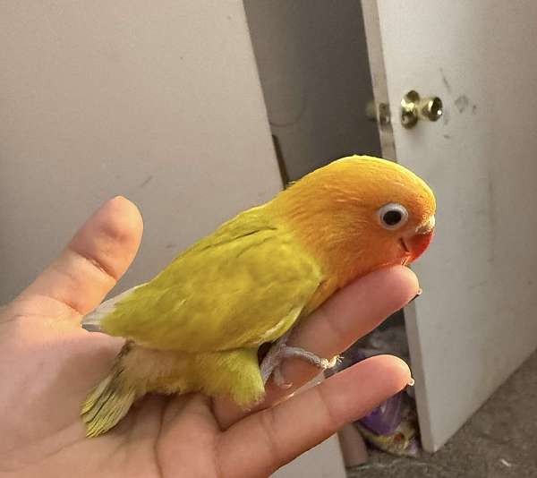 lovebird-for-sale