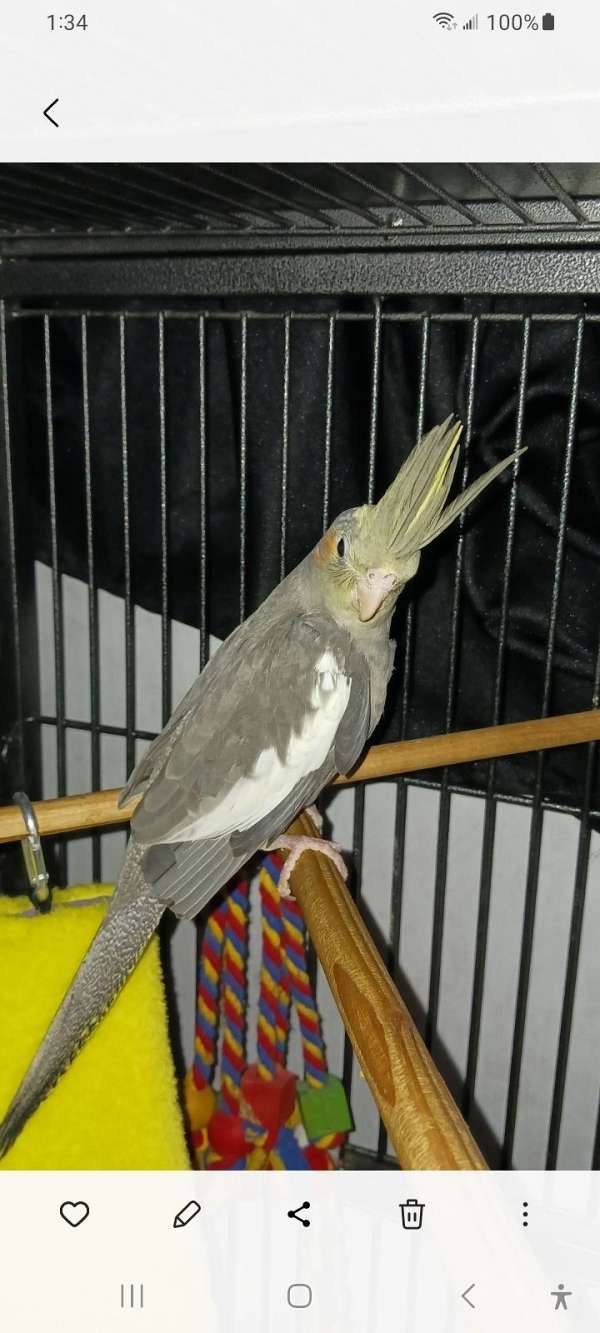 cockatiel-for-sale