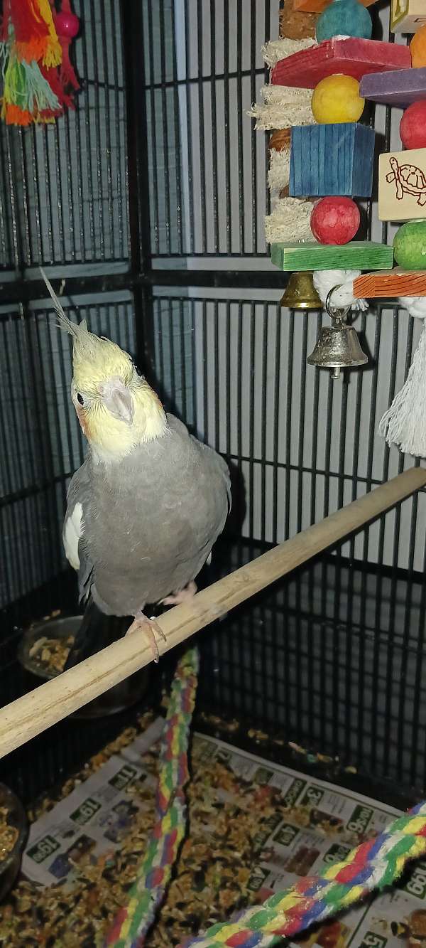 grey-pied-companion-tame-bird-for-sale